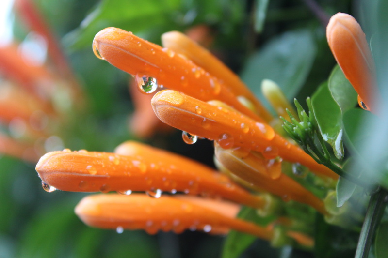flowers, 5K, orange, closeup, water drops