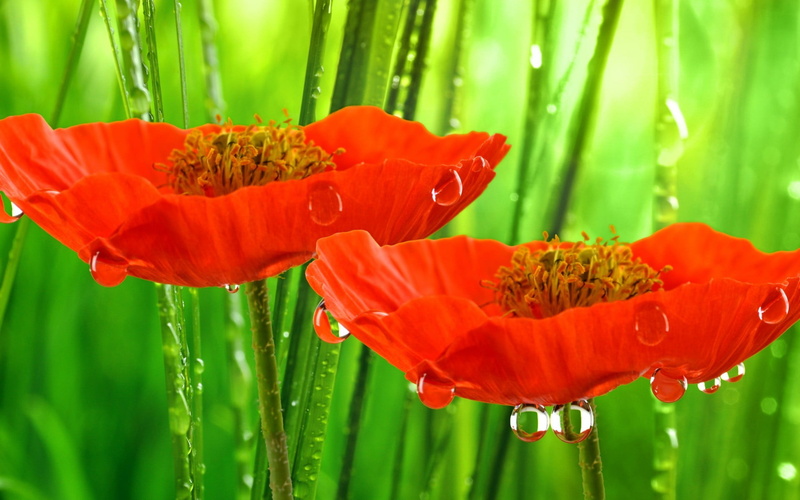 flowers, plants, red, poppy, green color, flower head, growth, plant, two, nature, orange color, pollen, freshness, springtime, red flowers, flower, no people