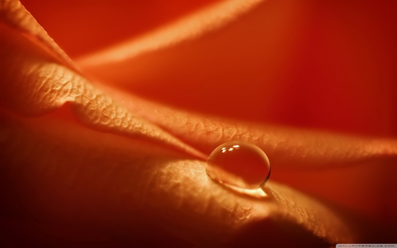 nature, human finger, close-up, water drops, macro, skin, indoors, flowers, orange flowers, human skin, people, extreme close-up, petals, blurred, hand
