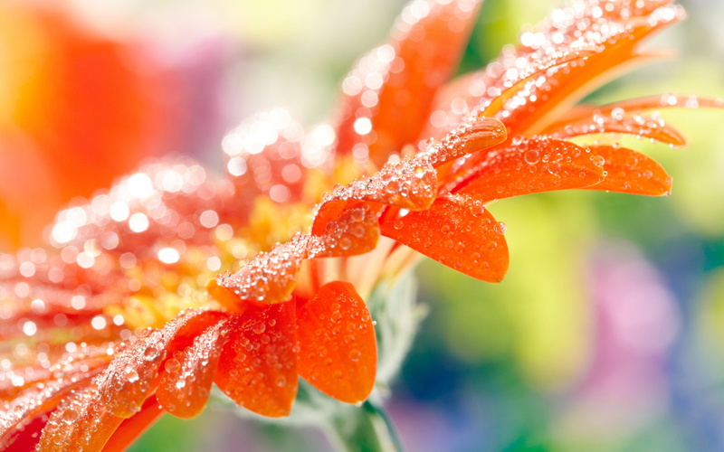 Gerbera, Water, Petals, Flower, Photography, Macro, Drops, Orange, 2K