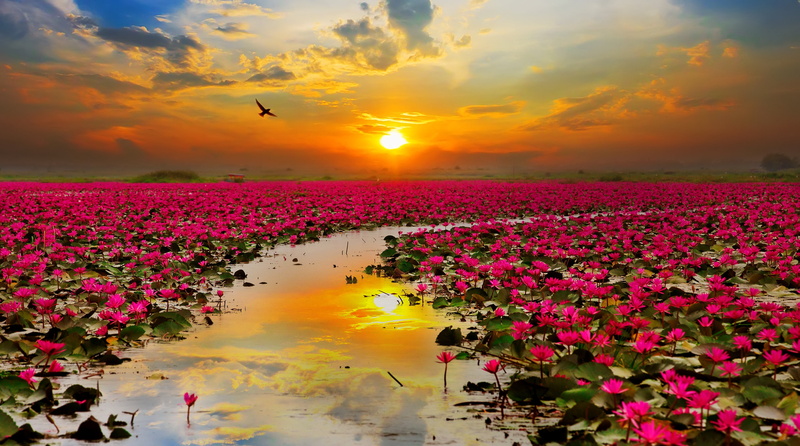 flowering plant, Sunset, Lotus flowers, outdoors, tranquility, floating on water, idyllic, 2K, cloud - sky, nature, pink color, lotus water lily, scenics - nature
