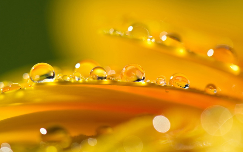 Petals, Flower, 1080P, Water, Drops, Orange