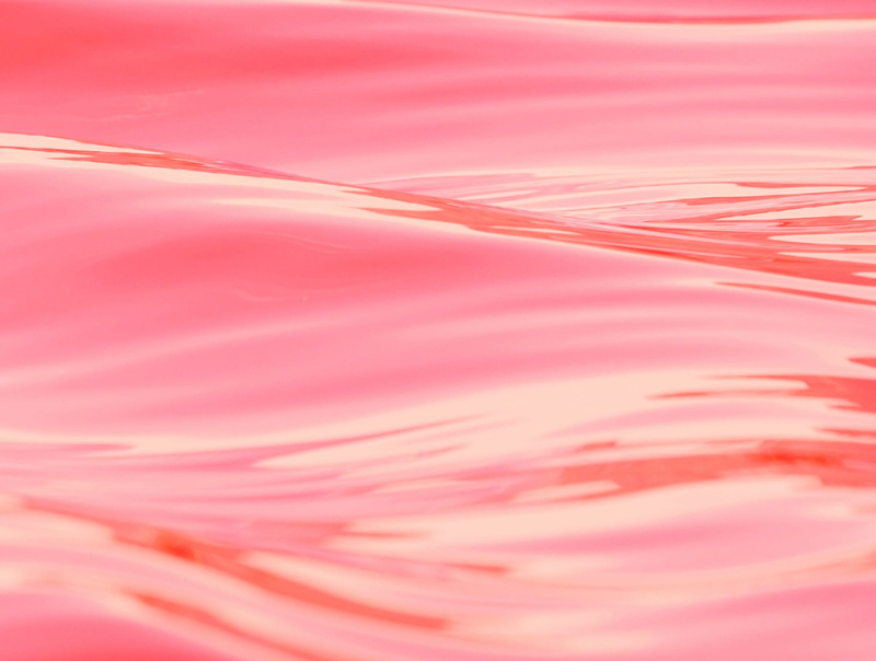 softness, indoors, flower, pink, close-up, full frame, happy, pattern, Sea, selective focus, macro, 1080P, beauty in nature, freshness, ocean, backgrounds