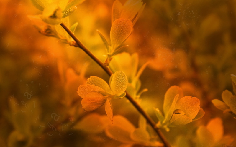 beauty in nature, water, orange color, flowers, freshness, macro, yellow, no people, shot, selective focus, close-up, nature, vulnerability, plant, flower head