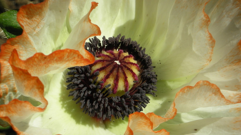 flower, close-up, outdoors, food and drink, beauty in nature, plant part, leaf, orange color, fruit, poppies, orange, water, leaves, flowers, macro, nature