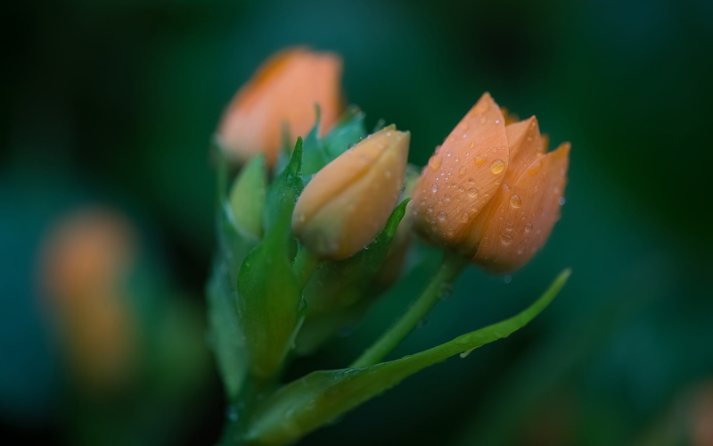 three, flowers, orange, hd, 1080P, nature, macro, drops, water