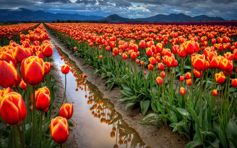 Tulips, Mountains, Clouds, Ditch, Field, Water, Flowers, Sky, 1080P, Orange
