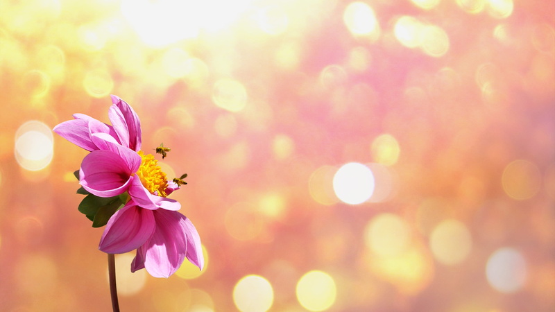 droplet, pollen, pollinating, soft, growth, colorful, insect, blossom, pink, dahlia, inflorescence, plant, cheerful, springtime, bokeh, gardening, bright