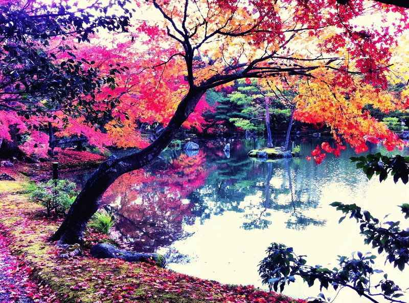 day, fall, change, Picture, Japan, iPhone, iPhoneography, outdoors, iphoneographer, tree, Seasons, beauty in nature, Photo, branch, tree trunk, scenics - nature