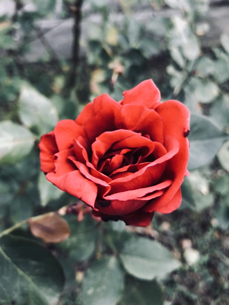 plant, nature, end of year, 2K, close up, nature photography, iphoneography, flower head, freshness, rose - flower, rose, beauty, iphone, macro, closeup
