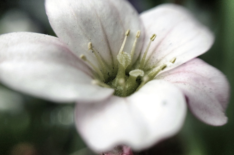 abstract, close, close-up, plant, petal, white, amazing, iPhone, flower, Awesome, springtime, petaled, imagination, Overlap, 2K, close up, photo, nature