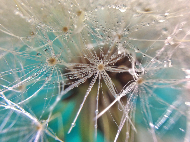 2K, wishes, Bejeweled, garden, abstract, Instagram, untitled, Awesome, dandelion, plant, close-up, Raindrops, nature, detail, iPhone, imagination, beautiful