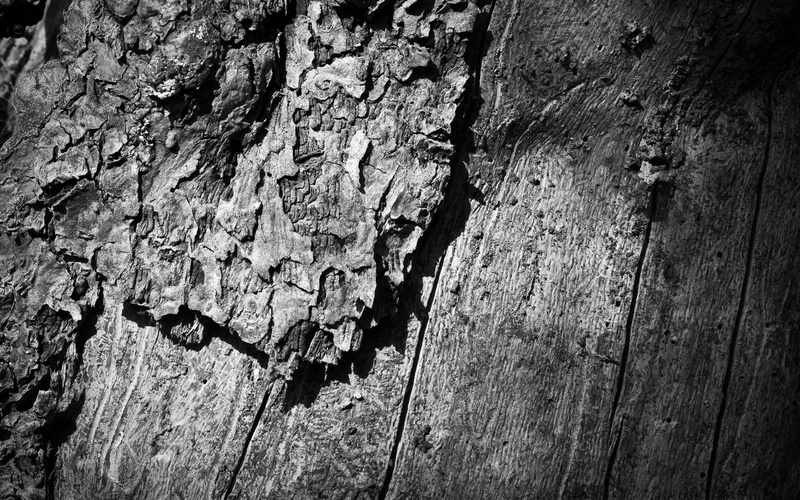 backdrop, trunk, cracked, bark, hardwood, natural pattern, 1080P, day, dry, plank, surface, plant bark, wood - Material, pattern, surface Level, old-fashioned