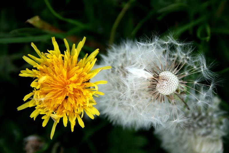 dandelion, white color, flower head, close-up, 4K, buttercup, focus on foreground, fragility, spread, softness, process, growth, no people, vulnerability