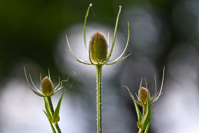 close-up, growth, dipsacus fullonum, plant, herbaceous, tranquility, plant stem, bud, stem, 5K, no people, day, textile processing, outdoors, three, new life