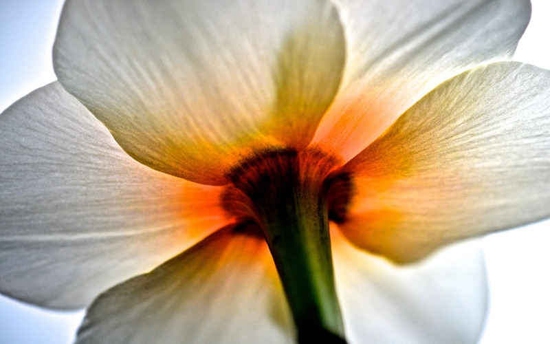narcissus, 2K, iphone