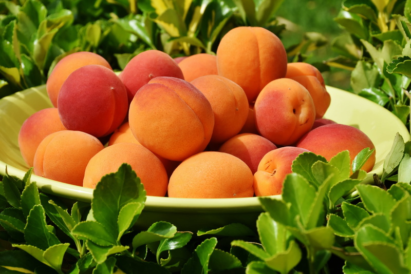 summer, healthy Eating, fruit, day, dieting, plant part, green Color, citrus fruit, orange, orange - Fruit, apricot, farm, close-up, orange Color, large group of objects