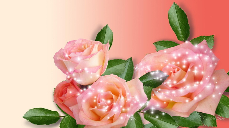 spring, apricot roses, summer, stars, fresh, nature and landscape, leaves, sparkles, rose, 1080P, sparkle, shine, peach, peach roses