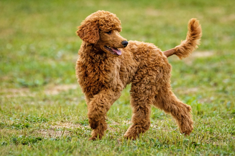 green, standard, funny, brown, animal, pedigree, furry, animal themes, breed, day, doggy, animal behavior, loyal, cute animals, 4K, one animal, nature