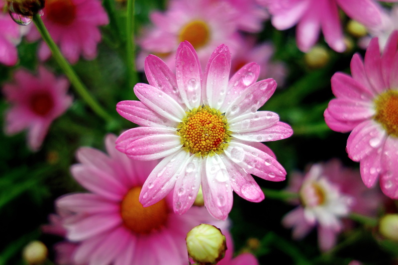 Yokohama, cho, Asterales, droplets, Carl-Zeiss, Photograph, 植物, Rainy-Day, Flower, Plant, white, Aoba-Ward, Argyranthemum-frutescens, Weather, Asteroideae