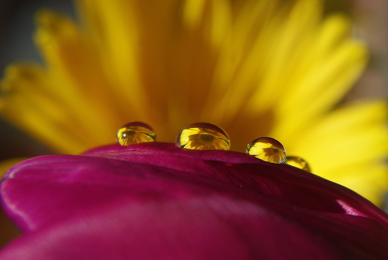 jewelry, close, yellow, inflorescence, selective focus, lighting, seeds, flower, fragility, petal, photography, pink, plant, drop of water, love, shot