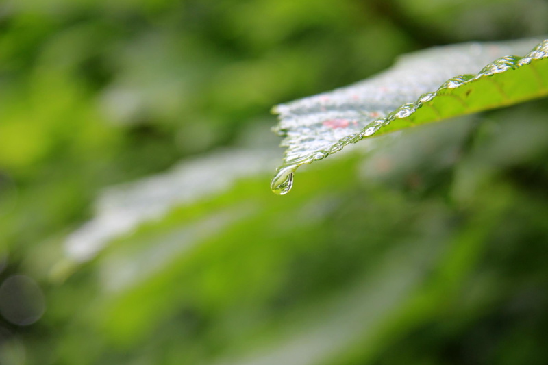water, Great Britain, leaf, British  English, macro, Photography, Picture, East Anglia, plant, NGS, Visitor, England, Photograph, Digital, National Gardens Scheme