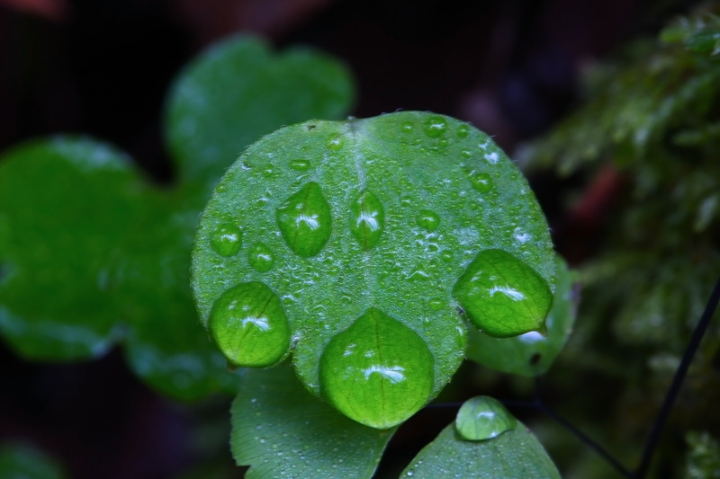 weekend, colorful, california, pink, favorite, macro, dew, park, beautiful, photography, veins, usa, macro-photography, ttv, drop, rain, drops, biodiversity
