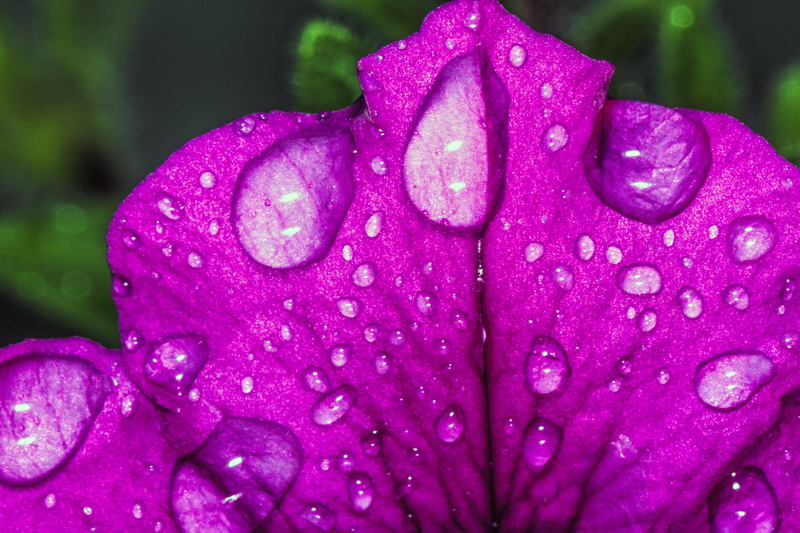 leaf, freshness, droplets, flower, macro photography, water, purple, macro, beauty In Nature, dew, flower  petal, dews, water  droplet, nature, 5K, close-up
