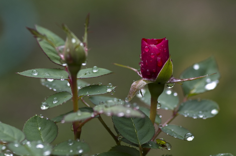 4K, macro shot, growth, no people, rainy season, beauty in nature, raindrop, plant, fragility, shot, outdoors, green, drop of water, pink, leaf, freshness