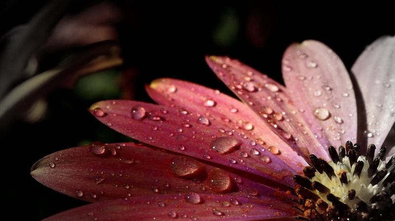 nature, macro, temps, flower, garden, eau, de, photography, Olympus, bokeh, plant, macro photography, petals, drop, environment, weather, petal, beauty In Nature