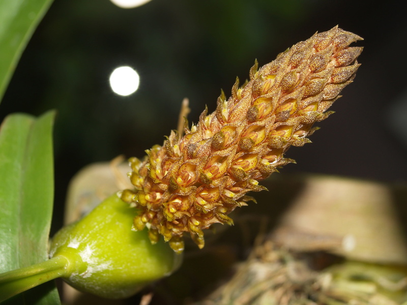 conservation, botany, vulnerability, botanical, day, growth, leaf, orange, individual, natural, food and drink, plant, blowing, petal, flowering plant
