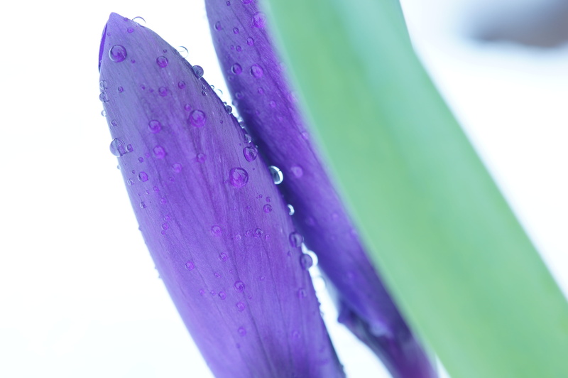 lens, focus, Style, vintage, manuelle, Baden-Württemberg, water, beauty In Nature, Nex, Kurpfalz, Licht, Light, orange, drop, Canon FD, shallow, im, Nex-5N