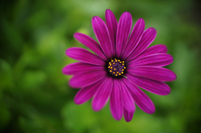 botany, Licht, prime  lens, Deutschland, Canon  FD, Canon, photoshop, postprocessing, Unknown, Bloom, Macro, Osteospermum, Europe, DCR, Explored, petal