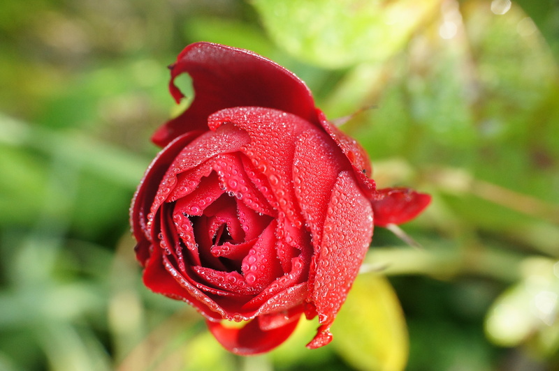 close-up, Canon FD, SpeedBooster, Focal Reducer, Europa, Red Rose, red  rot, Tau, focus, petal, Explore, Licht, best, Light, focal  length, prime  lens