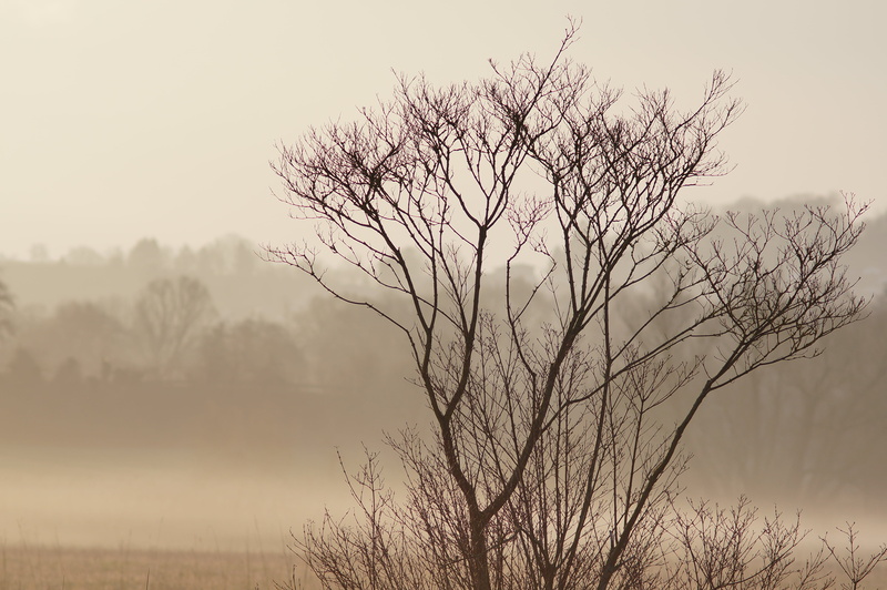 Natur, Trees, 155mm, prime  lens, Spring, Bush, nature, emount, manuelle, Explore, manual, Nex, March, Busch, outdoors, vintage, Europe, Morning, Kurpfalz