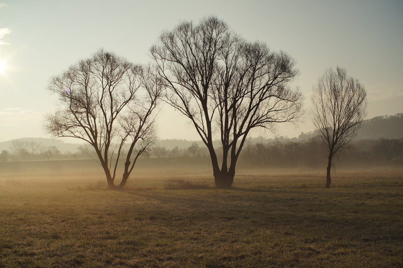 Nex-5N, Deutschland, Nebel, fog, vintage, best, Kurpfalz, Frühling, Canon FD, nature, landscape, meadow, Trees, Wiesen, im, 4K, manuelle, manual, field