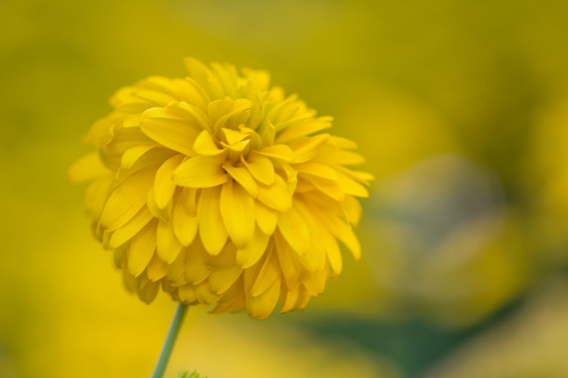 focus, Flower, camera, 5K, mm, photography, f/2, plant, usm, geo, iso_speed, nature, summer, close-up, focal_length, state, exif, canon eos, macro, ƒ / 2