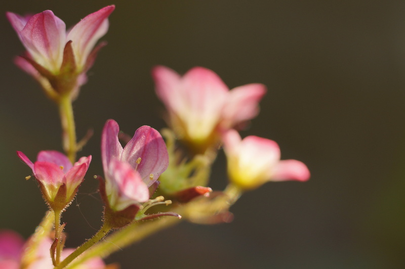 Light, focal  length, flower Head, II, lily, Sony  Alpha, best, Soligor, emount, petal, shift lens, 90mm, prime  lens, Baden-Württemberg, Popular, nature