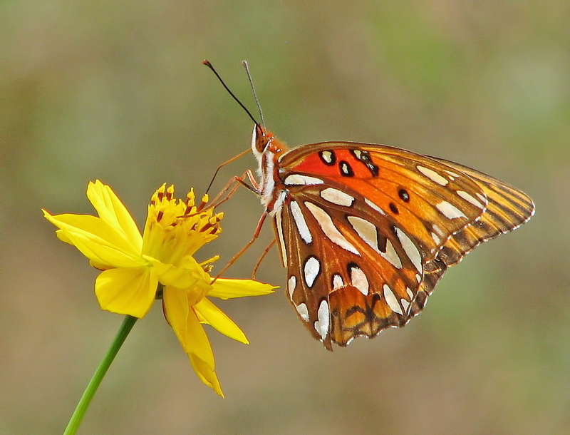 summer, River park, focus, multi Colored, wildflower, shallow, Canton  Georgia, nature, butterfly, Butterflies, animal, Gulf fritillary, black, Etowah River