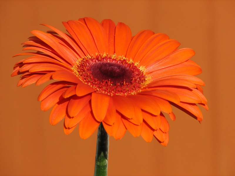 Daisy, plant, close-up, Mothers Day, 2K, nature, selective focus, flower  flower, orange, summer, sunflower, focus, petal, flower Head, photography, gerbera Daisy