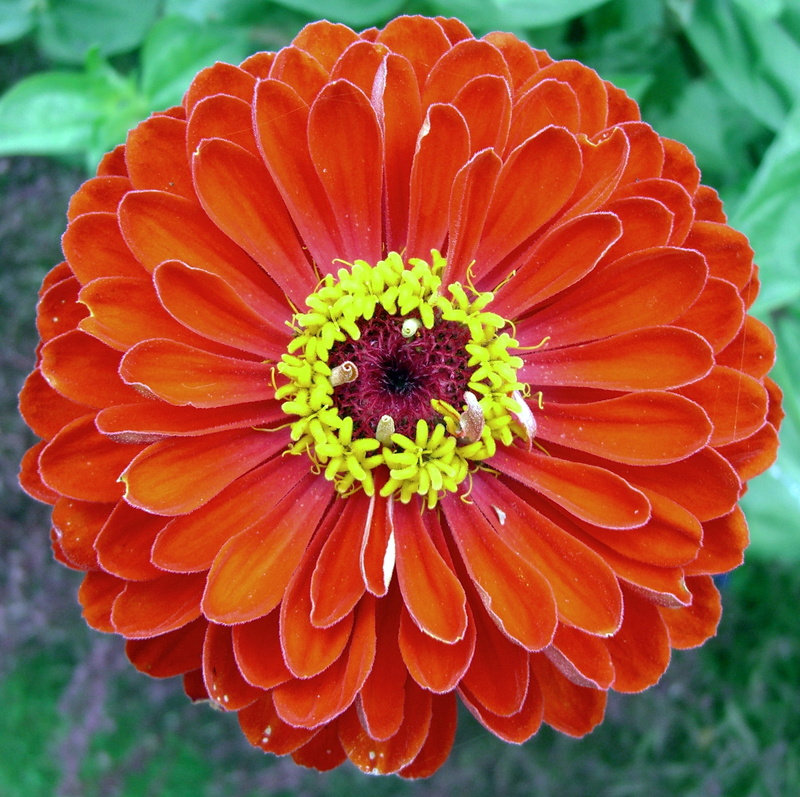 yellow, 1080P, backgrounds, plant, flower, focus, Canada, orange flower, petal, summer, close-up, shallow focus, Historic Gardens, Creative Commons, Annapolis Royal