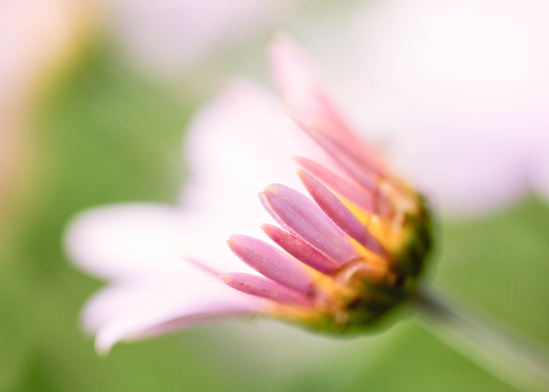 pink, Zerene, pink Color, daisies, floral, focus, focus stacking, shallow, flowers, flower Head, summer, flower  flower, shallow focus, closeup, flower