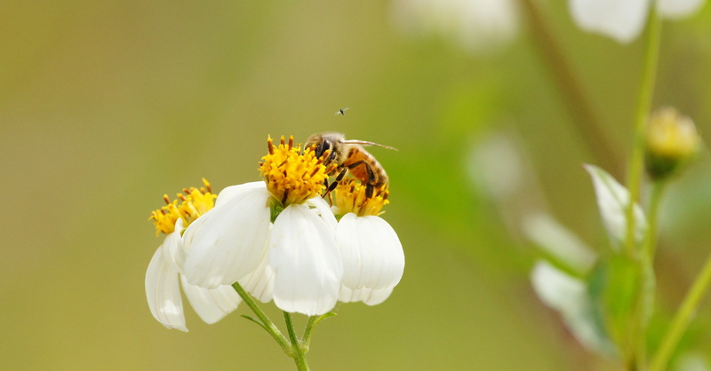 animal, daytime, focus, 2K, Bee, Polk County, petal, shallow, full screen, invertebrate, insects, close-up, white, yellow, flower, shallow focus, Florida