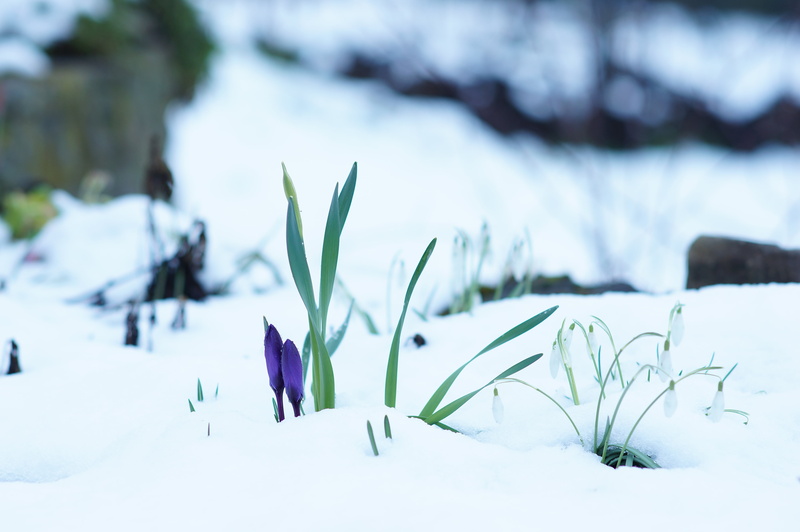 Explored, Winter, Kurpfalz, Kraichgau, best, Popular, Europa, garden, Nex-5N, Baden-Württemberg, manuelle, vintage, outdoors, season, Snowdrops, prime  lens