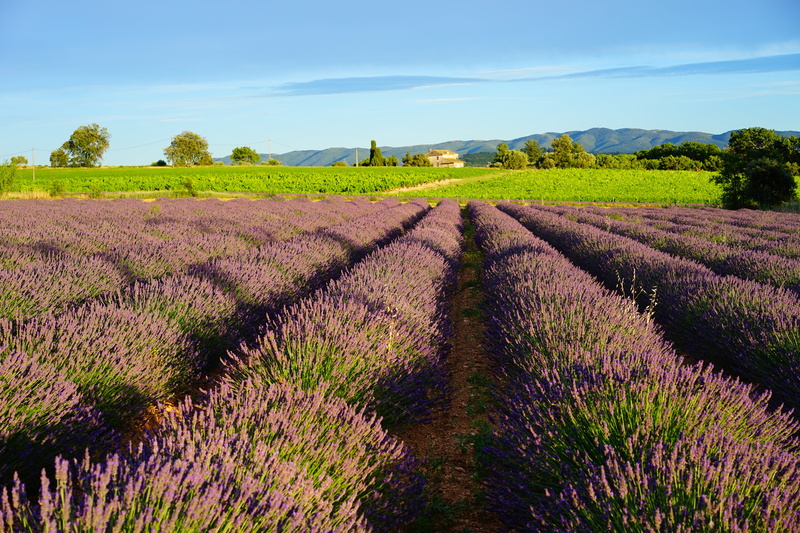 fragrance, landscaped, flower meadow, nature, plateau De Valensole, field, flower head, flora, flowering plant, sky, homeopathy, green, aromatic, in a row