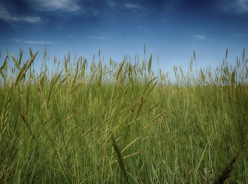 green grass, outdoors, agriculture, darkness, samsung, summer, detail, tones, bokeh, greenery, light, rural Scene, cross, hill, hay, sky, range, plant
