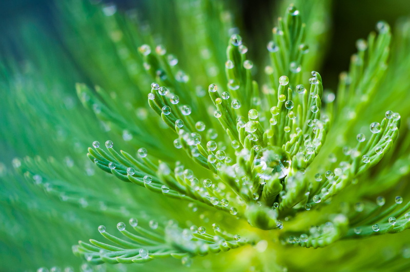 rain, waterdrops, purity, soft focus, macro, freshness, drops, nature, raindrops, 2K, focus, leaf, raindrop, outdoors, wet, green color, droplets, water