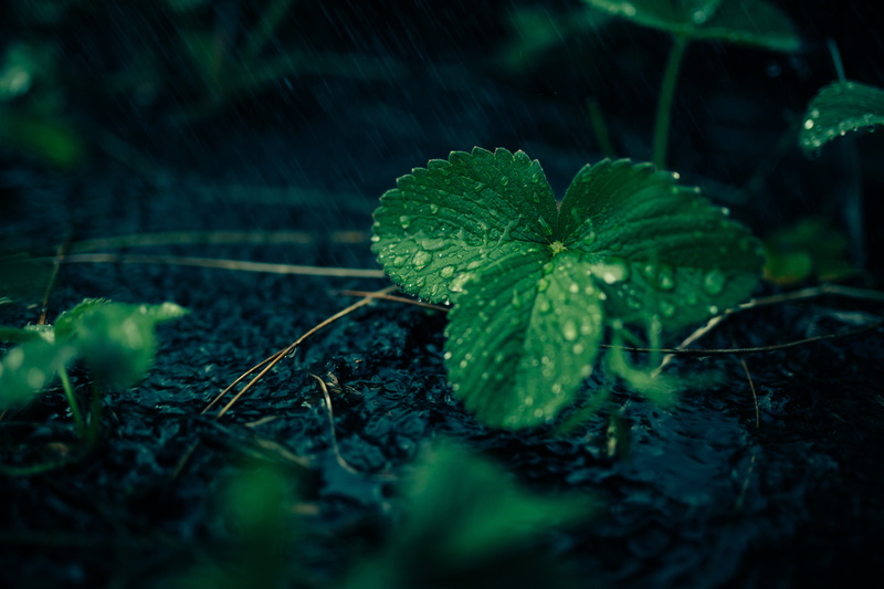 clean, drink, spa, raindrop, green color, foliage, selective focus, lifestyle, fragility, darkness, splashing, green, 8K, gloomy, outdoors, vulnerability