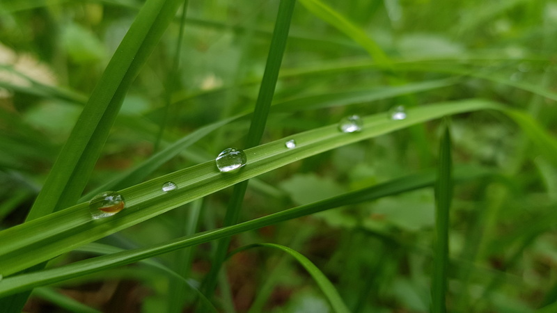 rain, rainy season, waterdrops, dewdrops, selective focus, fresh, droplets, beauty in nature, no people, lawn, environment, growth, plant, raindrop, green