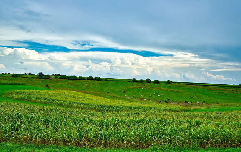rural Scene, agriculture, growth, season, daytime, cloud - Sky, rural, outdoors, beautiful, green, beauty In Nature, land, plant, blue, green Color, scenics